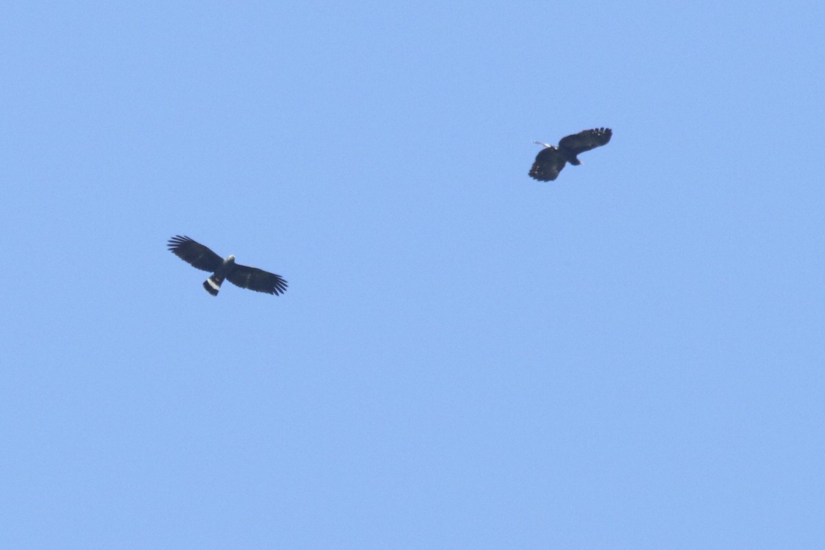 Hook-billed Kite - ML510964131