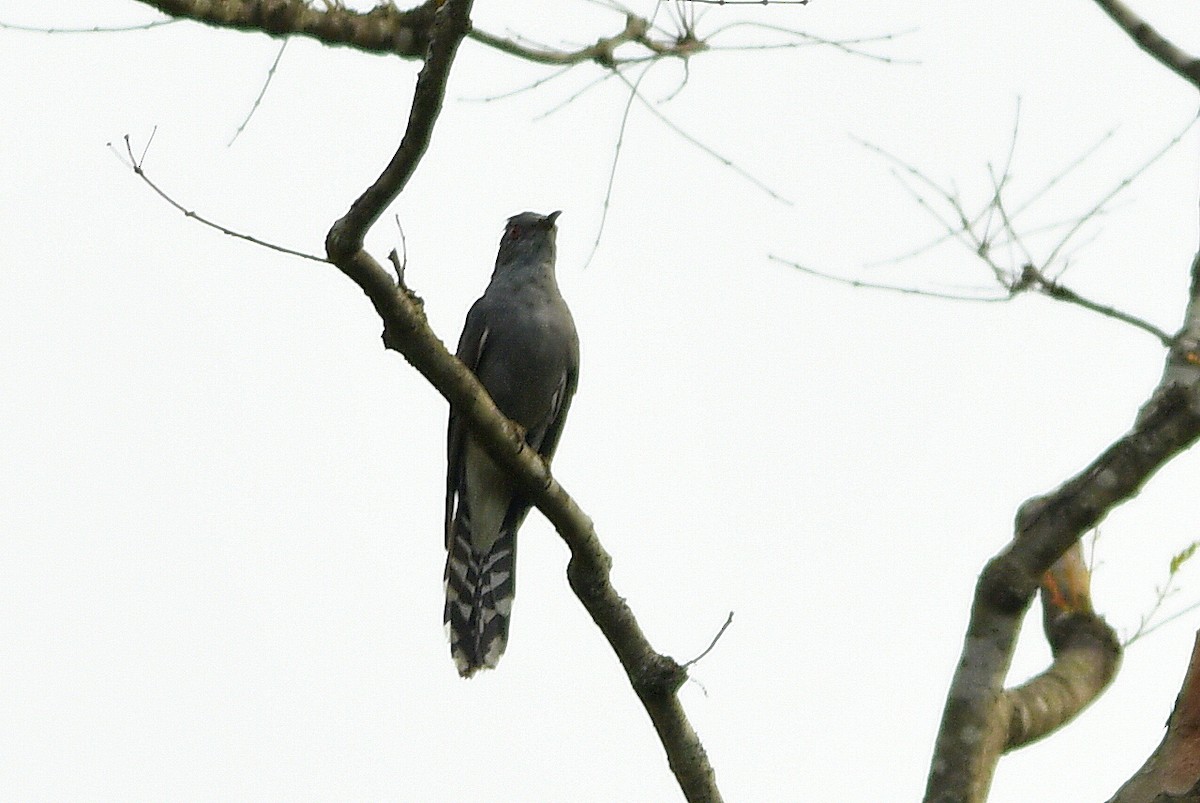 Gray-bellied Cuckoo - ML510964731