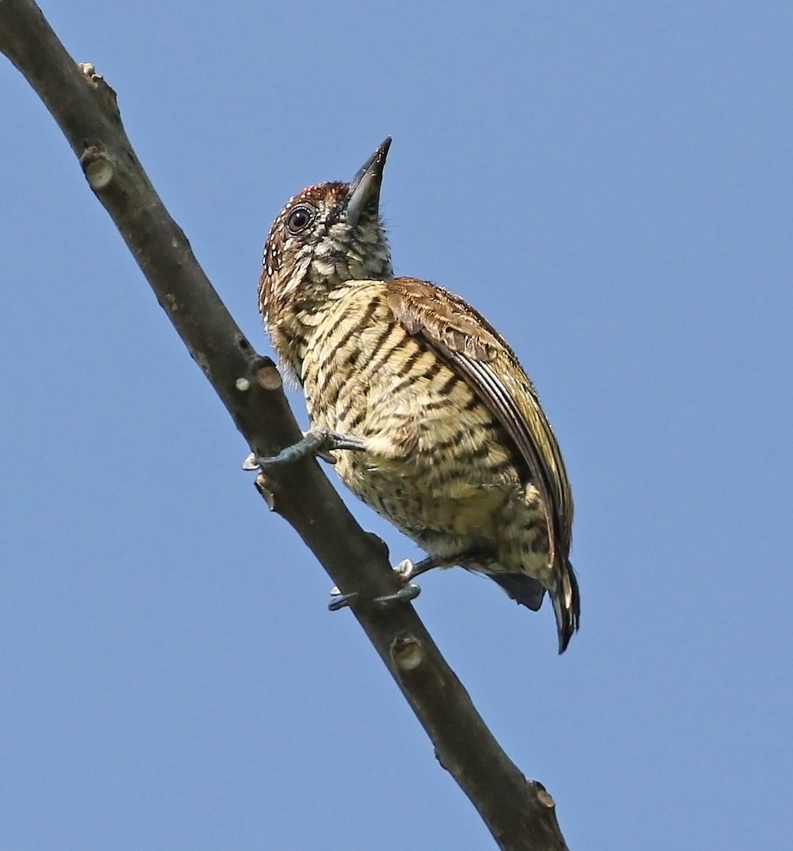 Lafresnaye's Piculet - Trevor Ellery