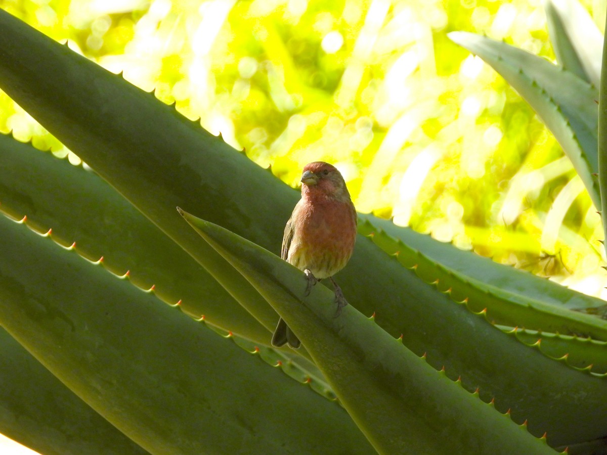 House Finch - ML510967451