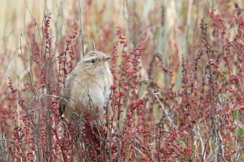 Grass Wren - ML510967591