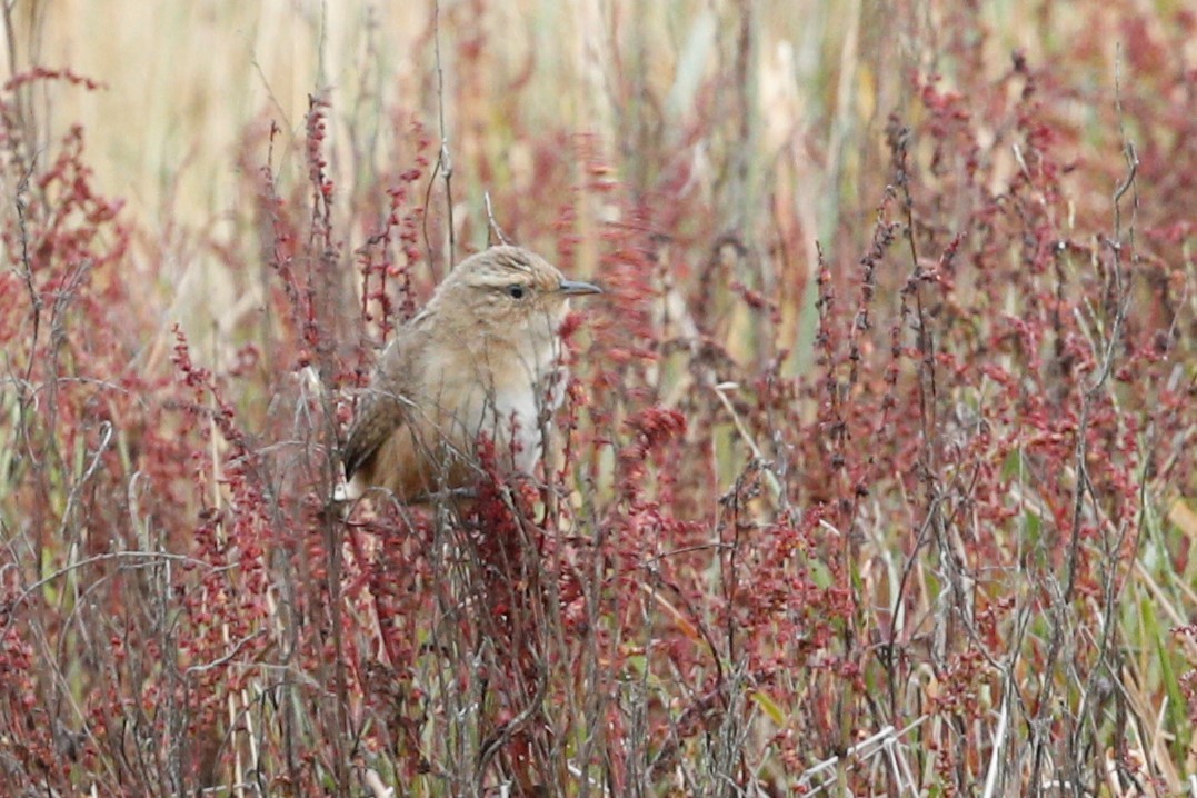 Grass Wren - ML510967611