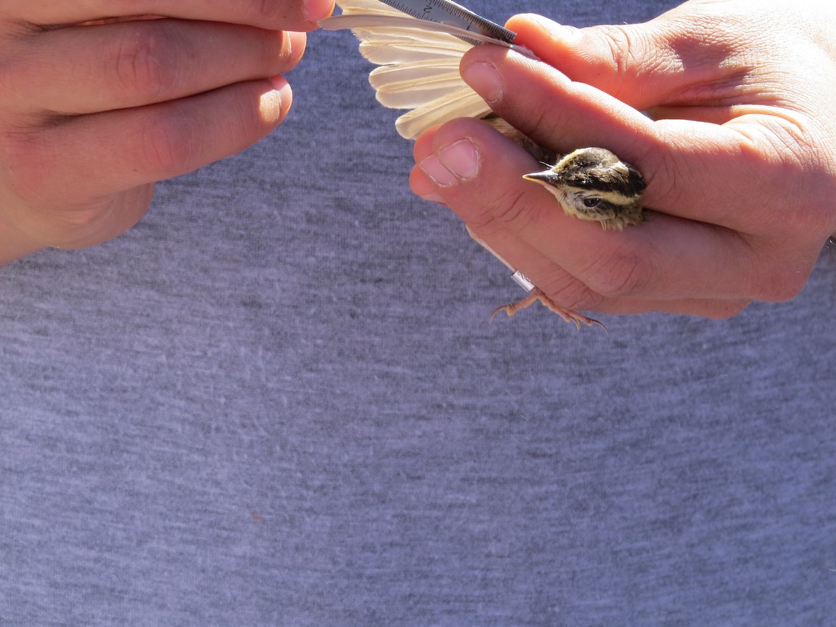 Aquatic Warbler - ML510967741