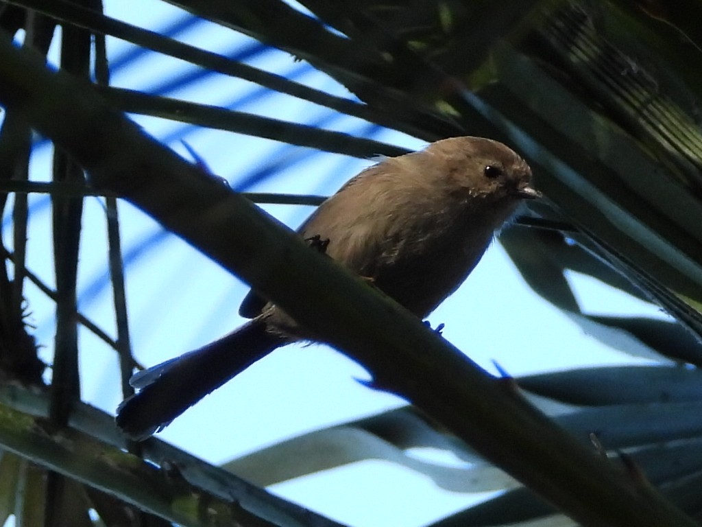 Bushtit - ML510967761