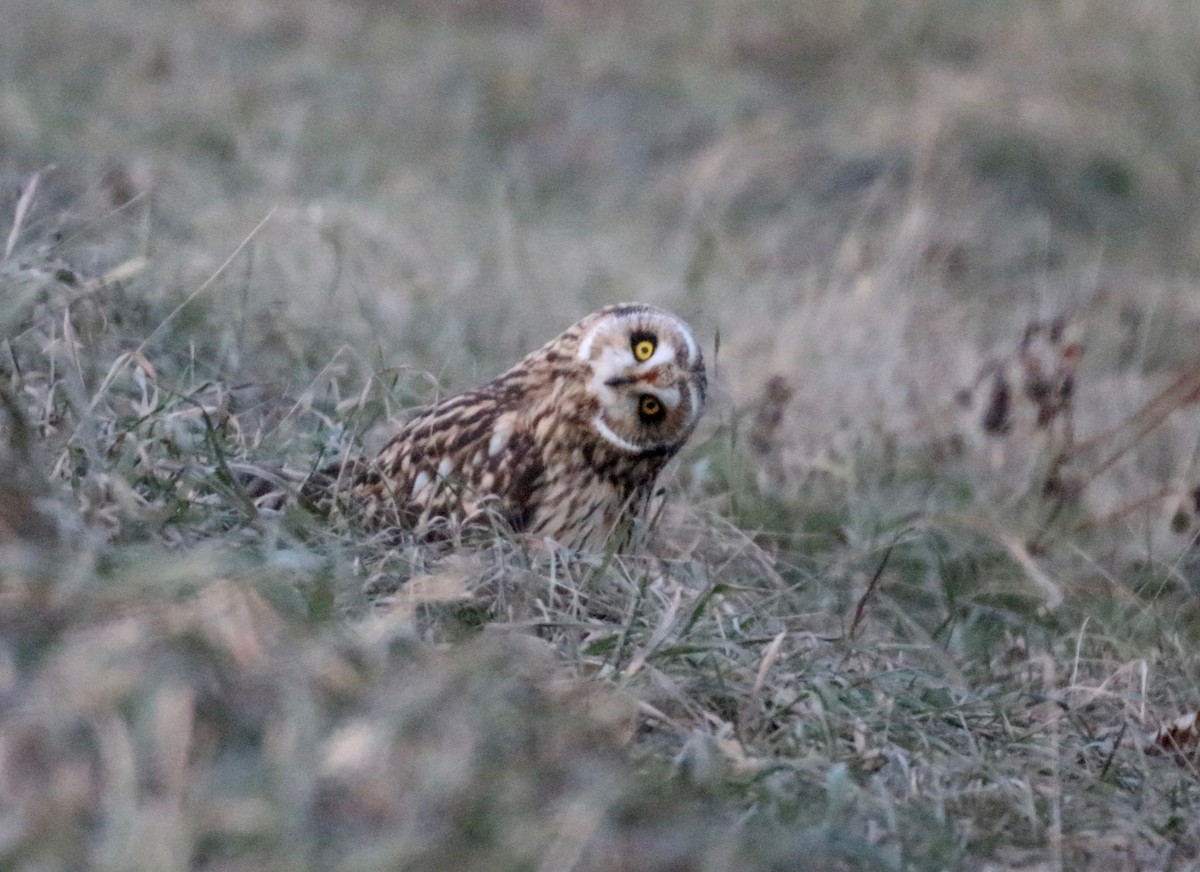 Short-eared Owl - Sandy Vorpahl