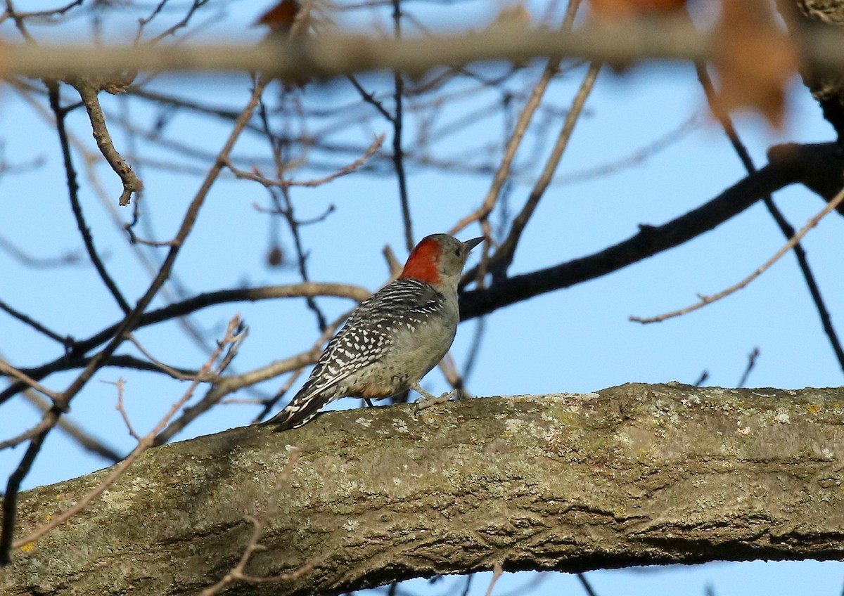 Red-bellied Woodpecker - ML510969061