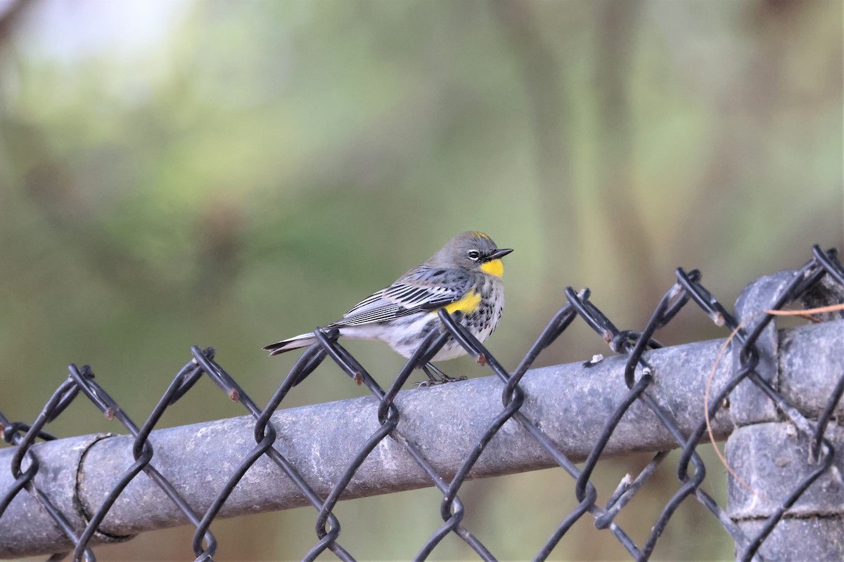 Yellow-rumped Warbler (Audubon's) - ML510969141