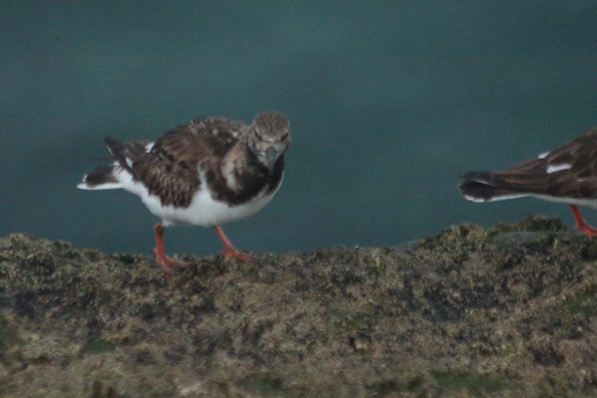 Ruddy Turnstone - ML510969491