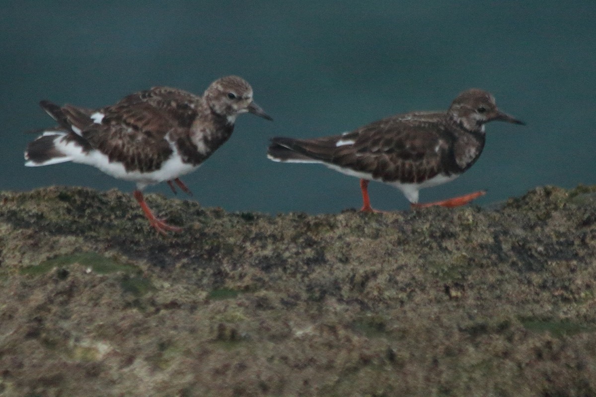 Ruddy Turnstone - ML510969521