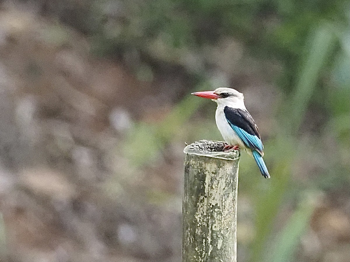 Brown-hooded Kingfisher - ML510971801