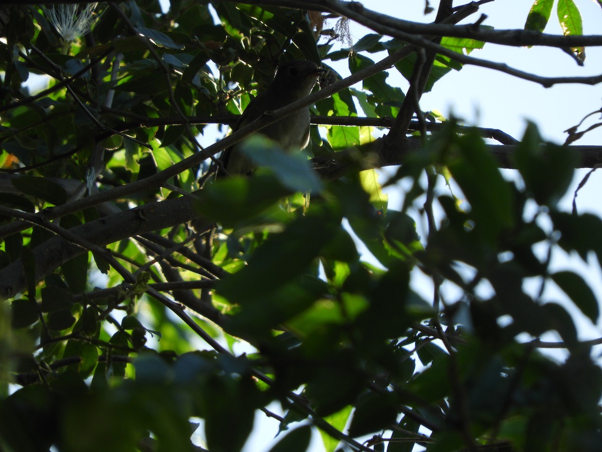 Yellow-bellied Elaenia - Silvia Enggist