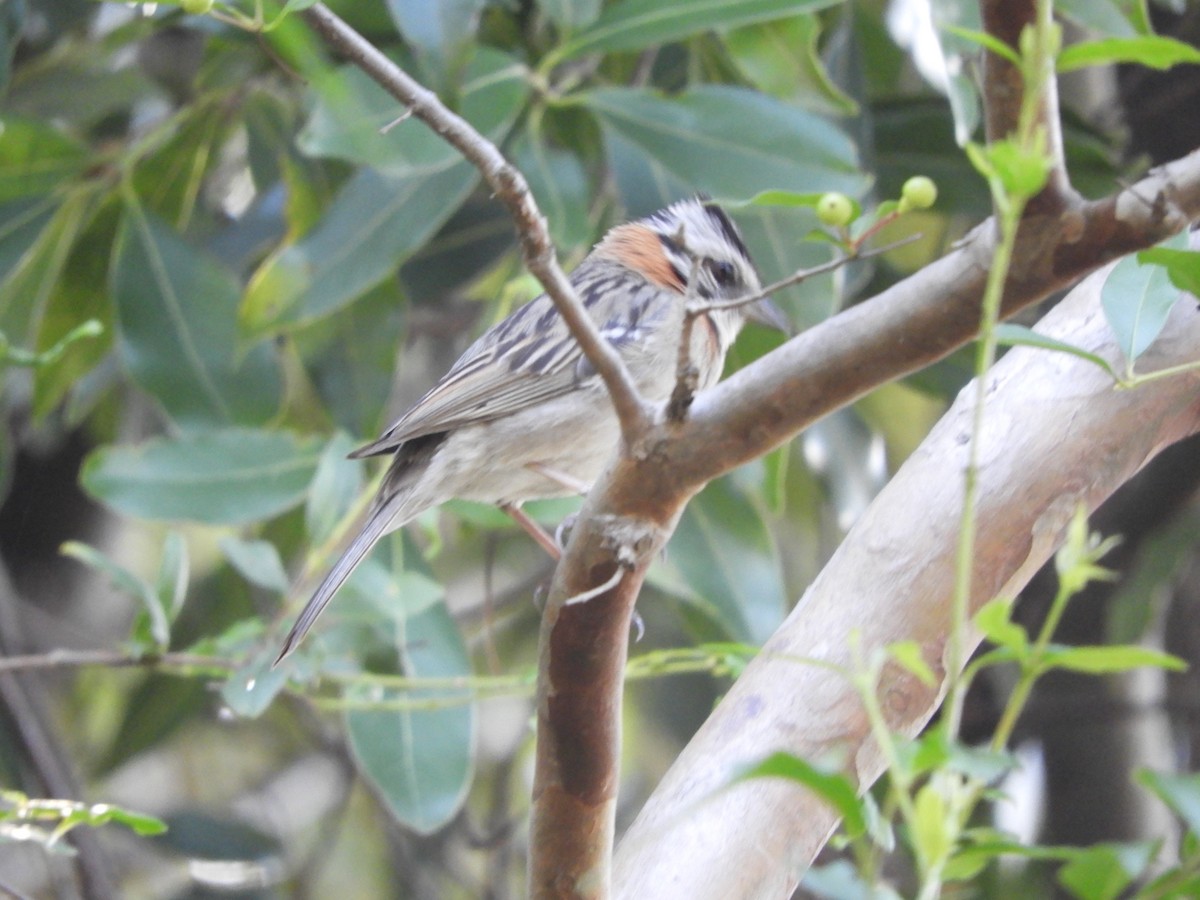 Rufous-collared Sparrow - ML510973011