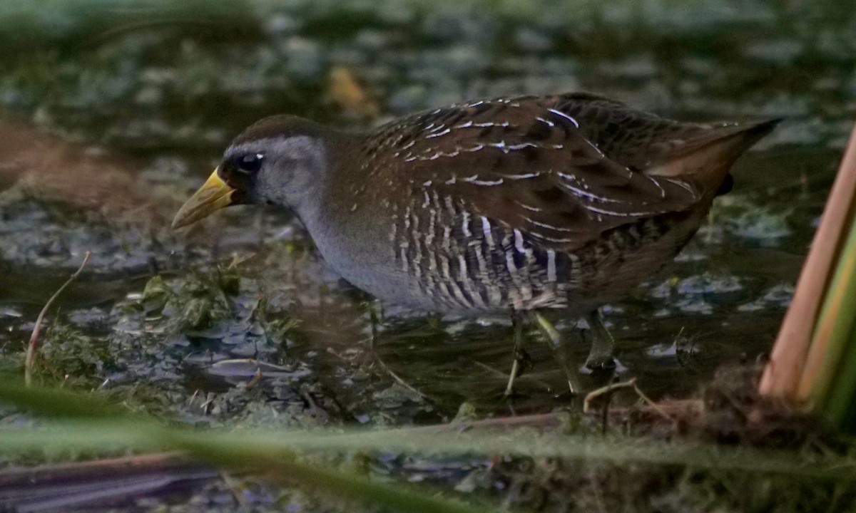 カオグロクイナ - ML510973821