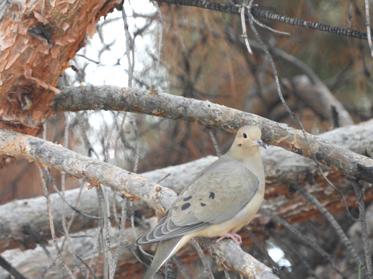 Mourning Dove - José Zamorano