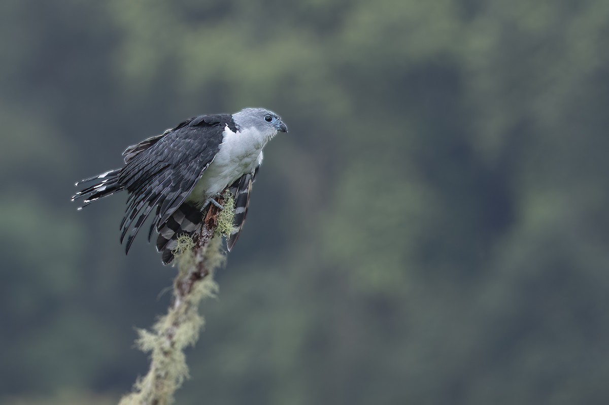 Gray-headed Kite - ML510974931