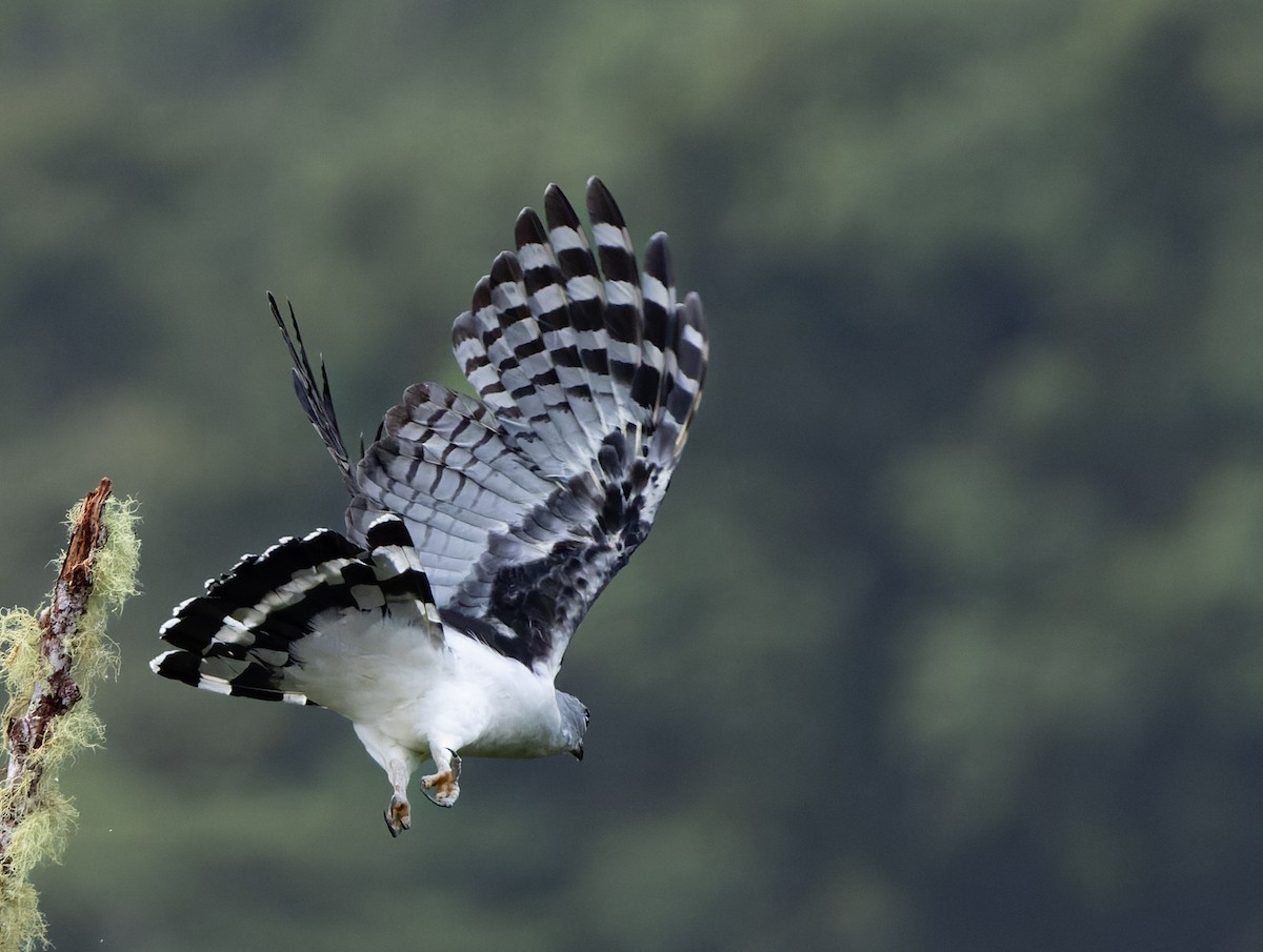 Gray-headed Kite - Phil Bartley