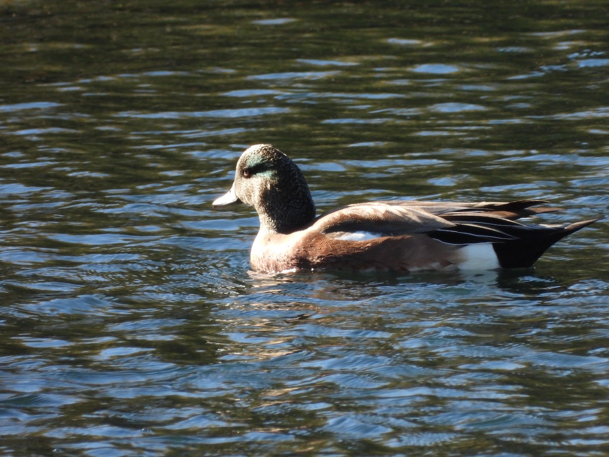 American Wigeon - ML510976341