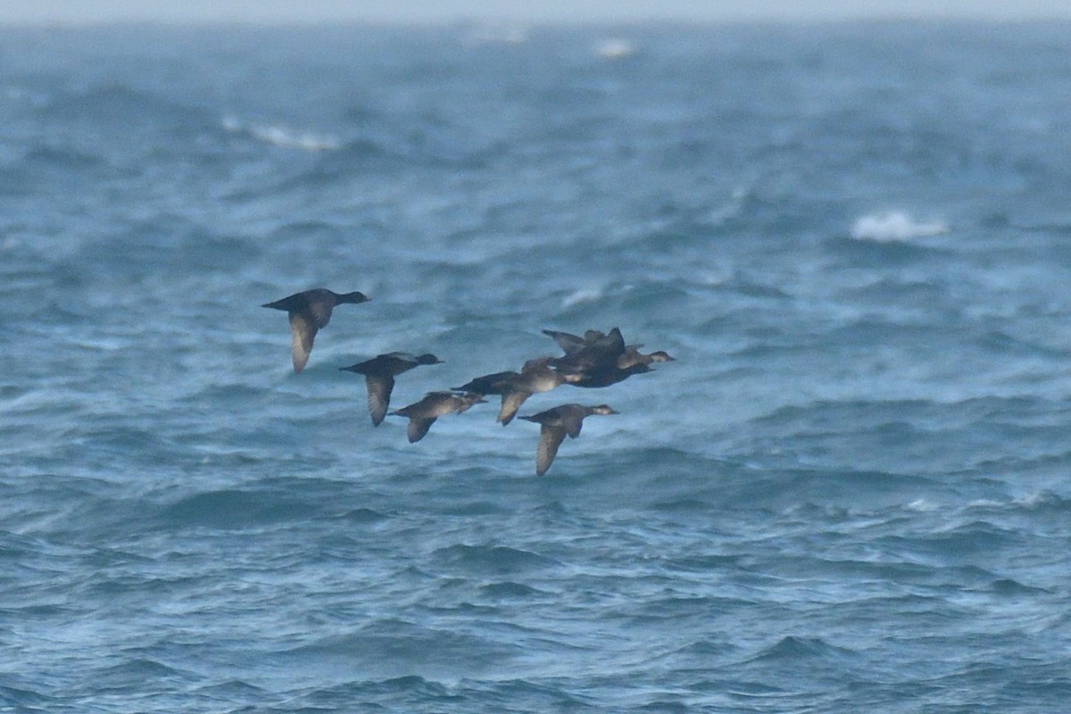 Common Scoter - Jorge  Safara