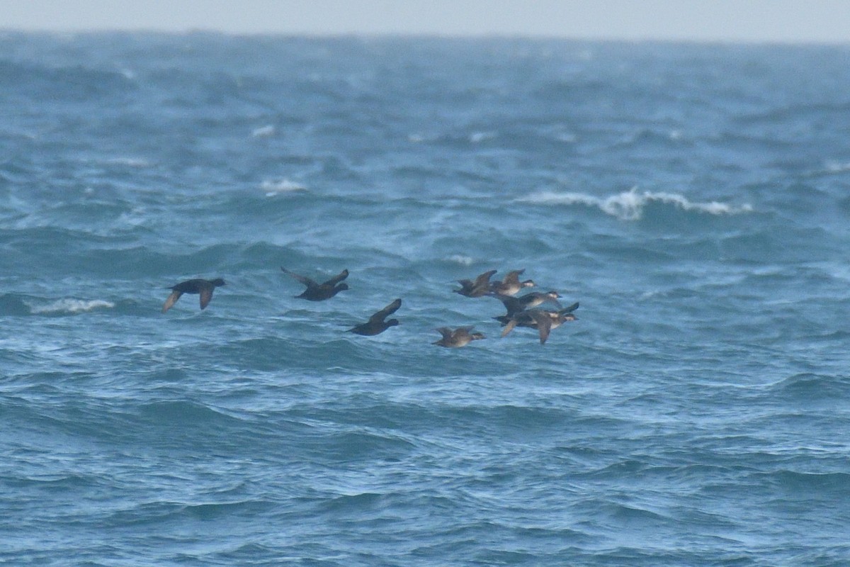 Common Scoter - Jorge  Safara