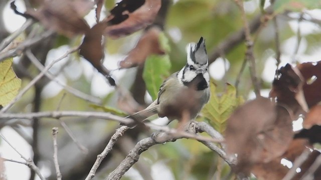 Bridled Titmouse - ML510977881