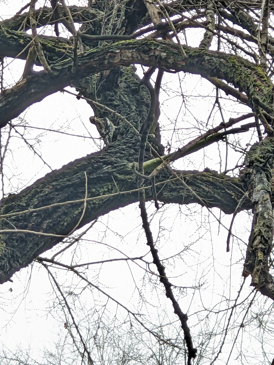 Yellow-bellied Sapsucker - ML510978381