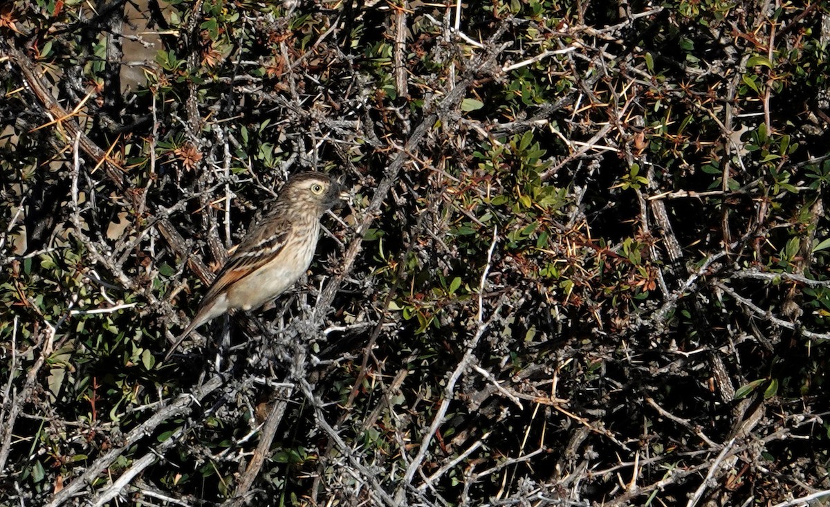 Spectacled Tyrant - ML510979711