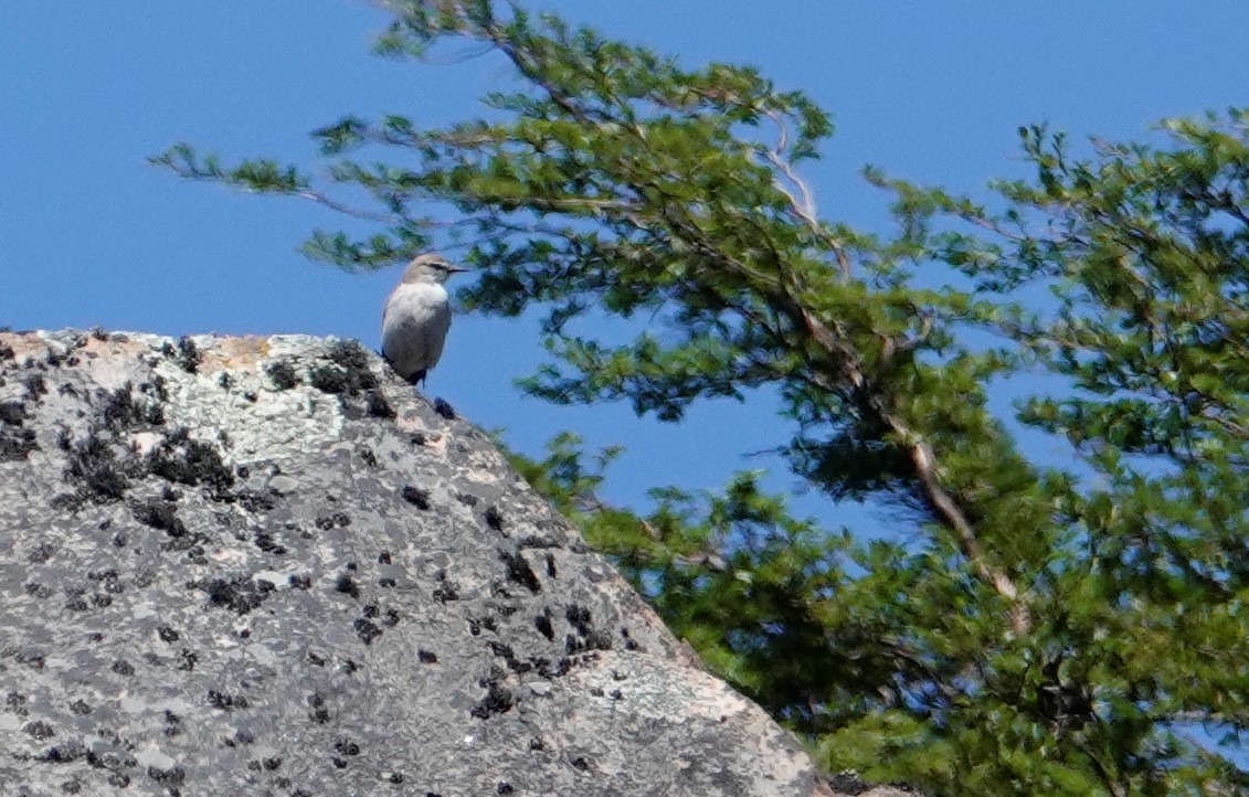 White-browed Ground-Tyrant - ML510980561