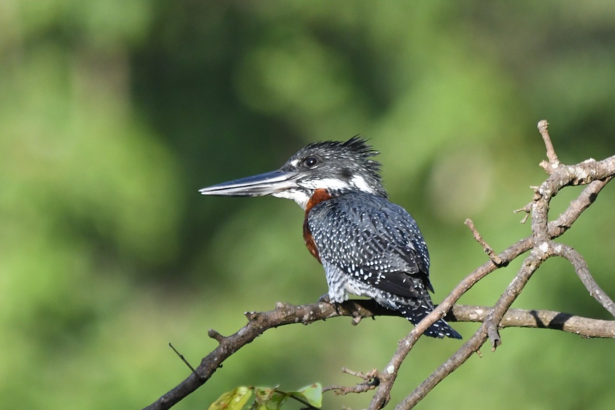 Giant Kingfisher - Miguel Arribas Tiemblo