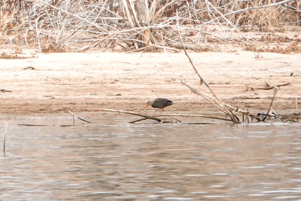 Mexican Duck - ML510980771