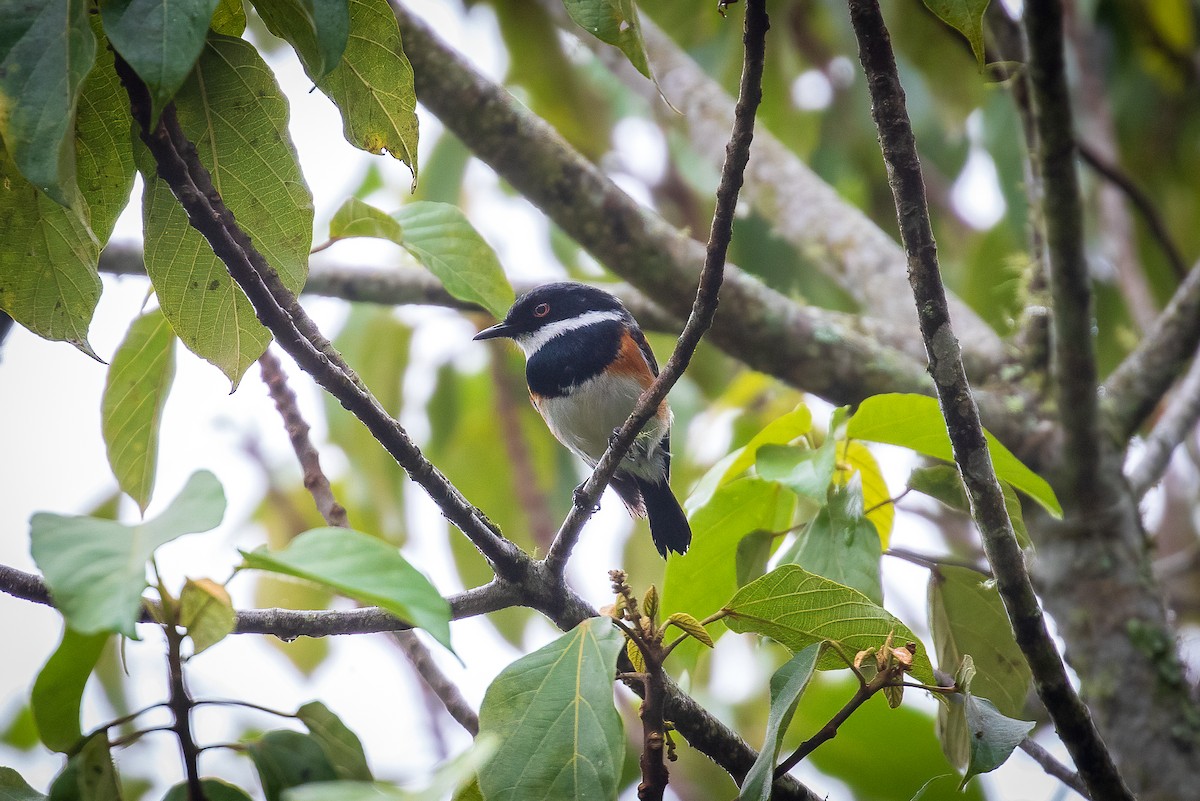 Cape Batis (Gray-mantled) - Michael Ortner