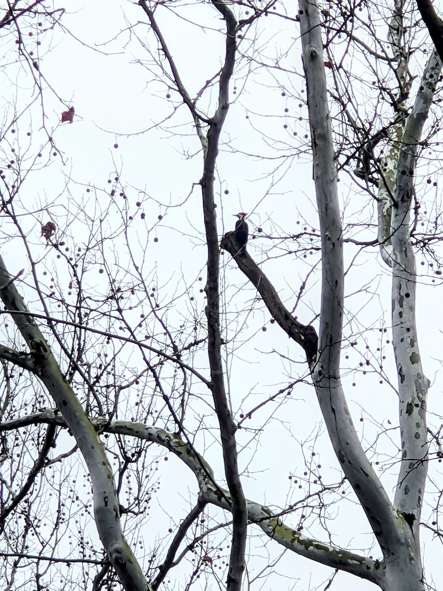 Pileated Woodpecker - ML510982171