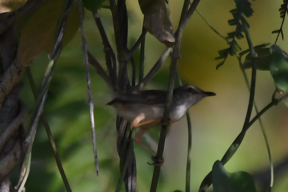 Prinia Modesta - ML510982251