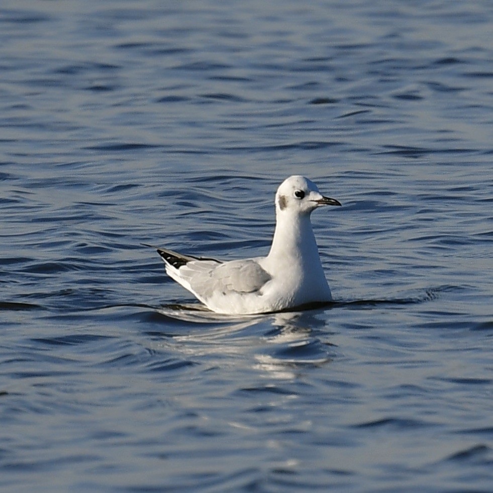 Bonaparte's Gull - ML510982531