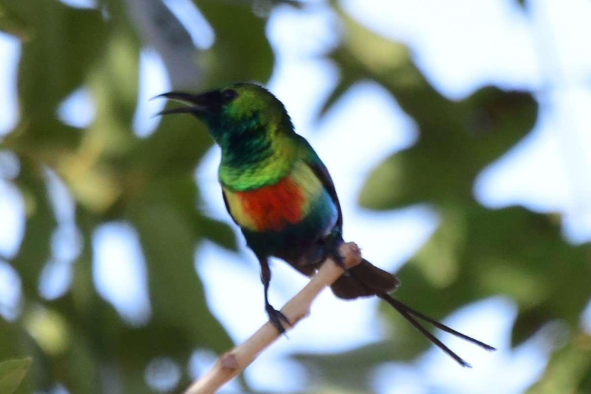 Beautiful Sunbird - Miguel Arribas Tiemblo