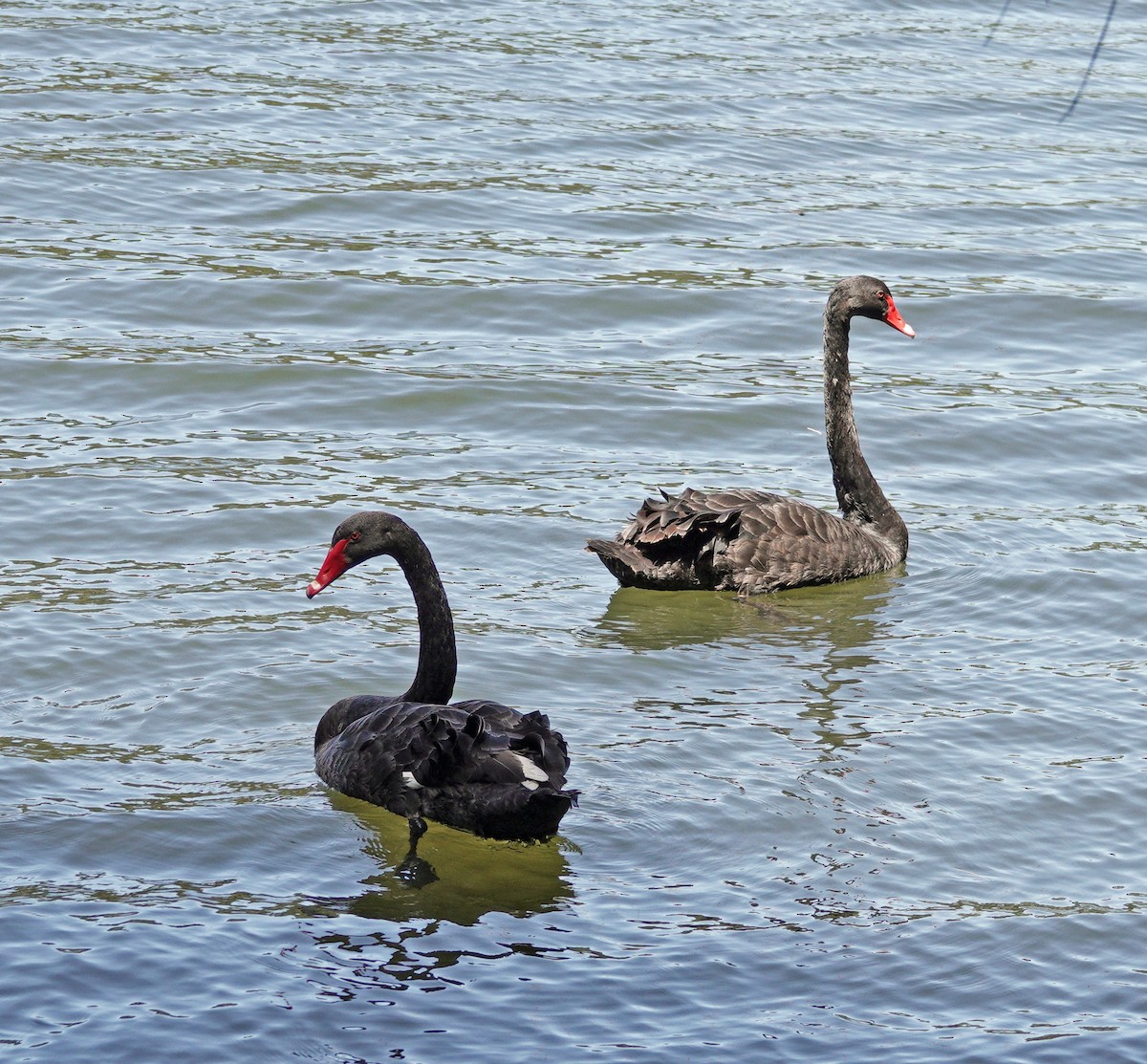 Black Swan - ML510982951