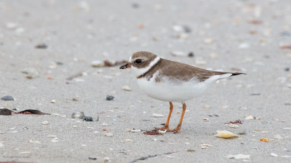 Semipalmated Plover - ML510983001