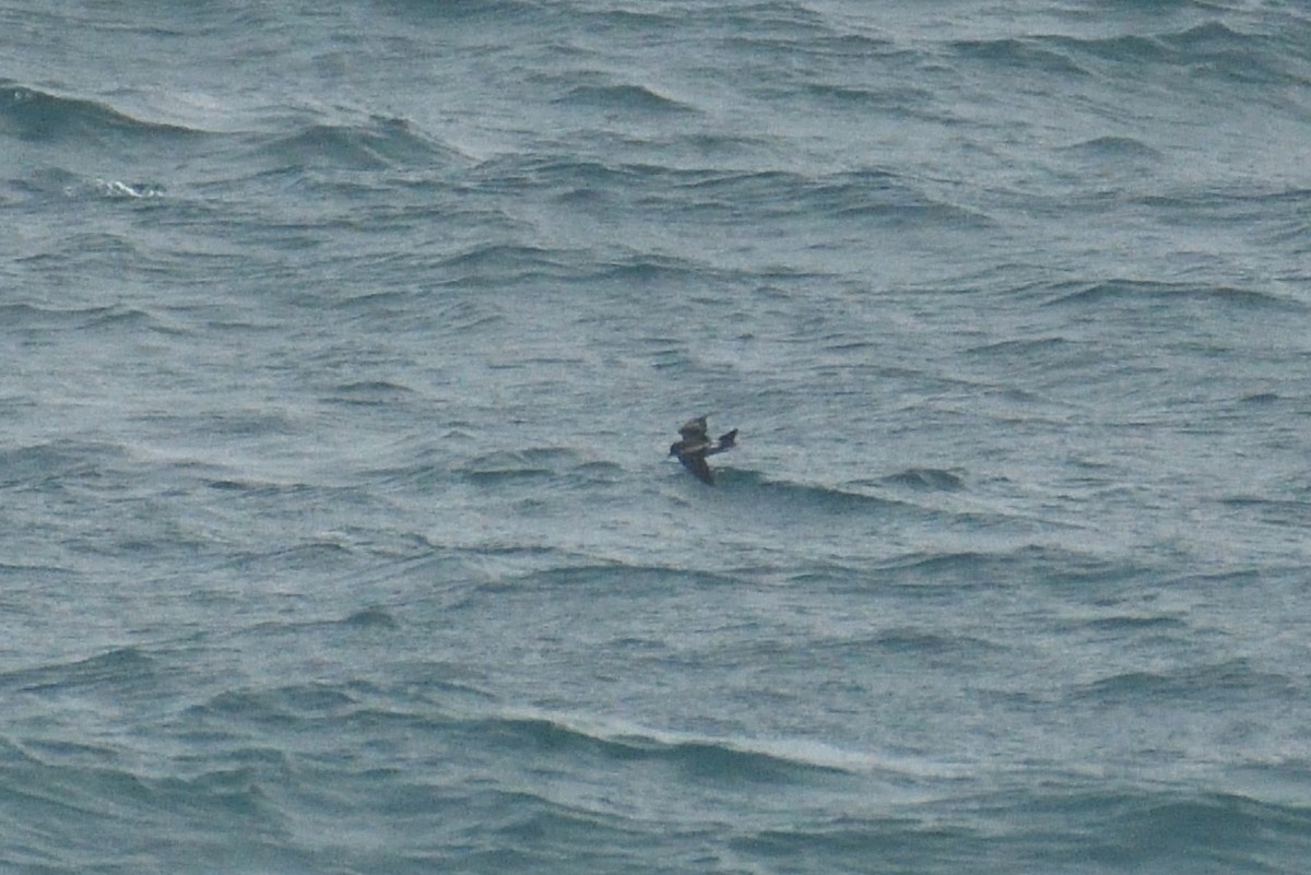 Leach's Storm-Petrel - ML510983121