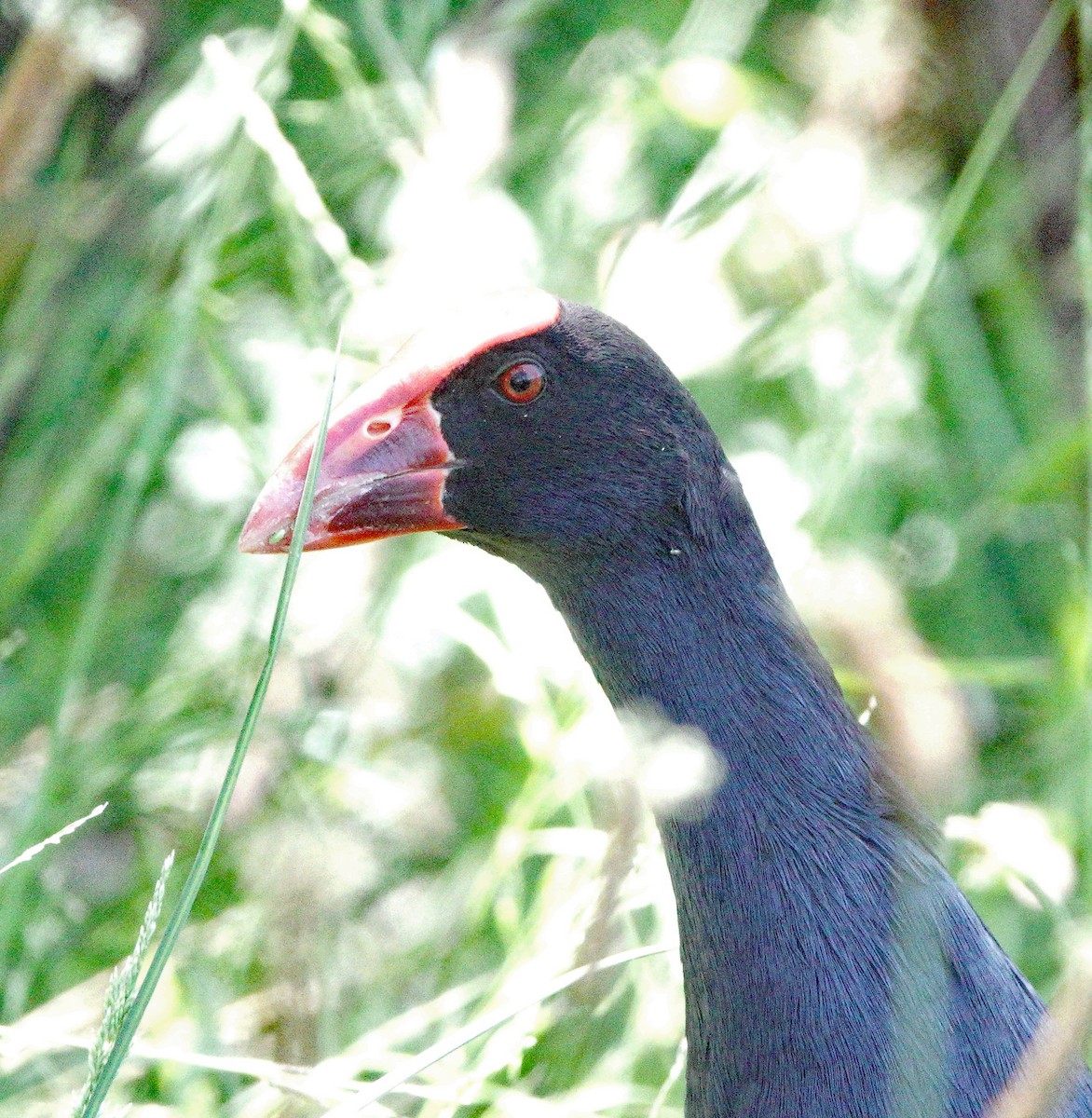 Australasian Swamphen - ML510983381