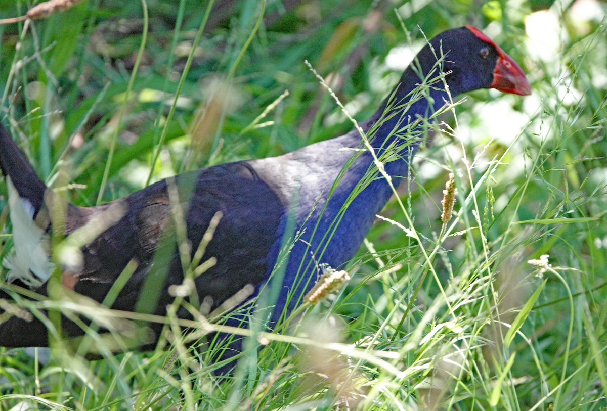 Australasian Swamphen - ML510983391