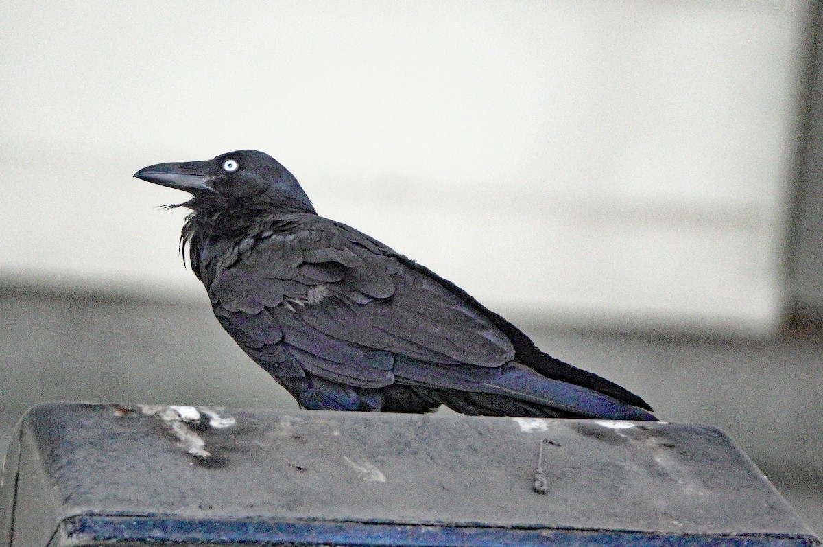 Australian Raven - ML510983521