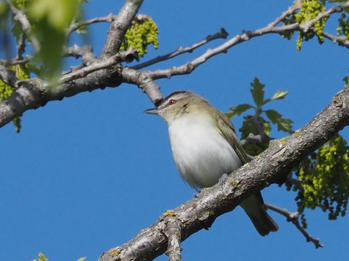 Red-eyed Vireo - ML510985481