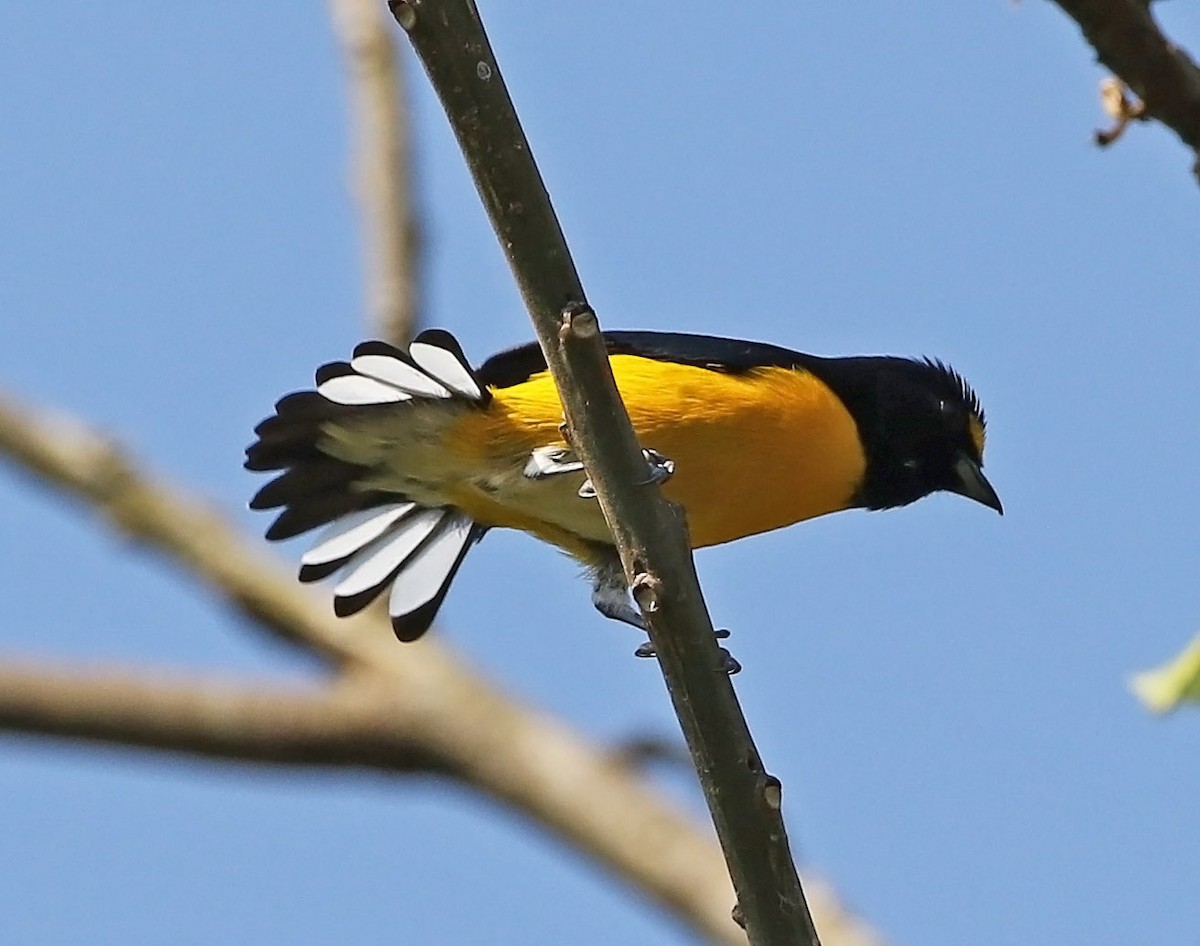 White-vented Euphonia - ML510985491