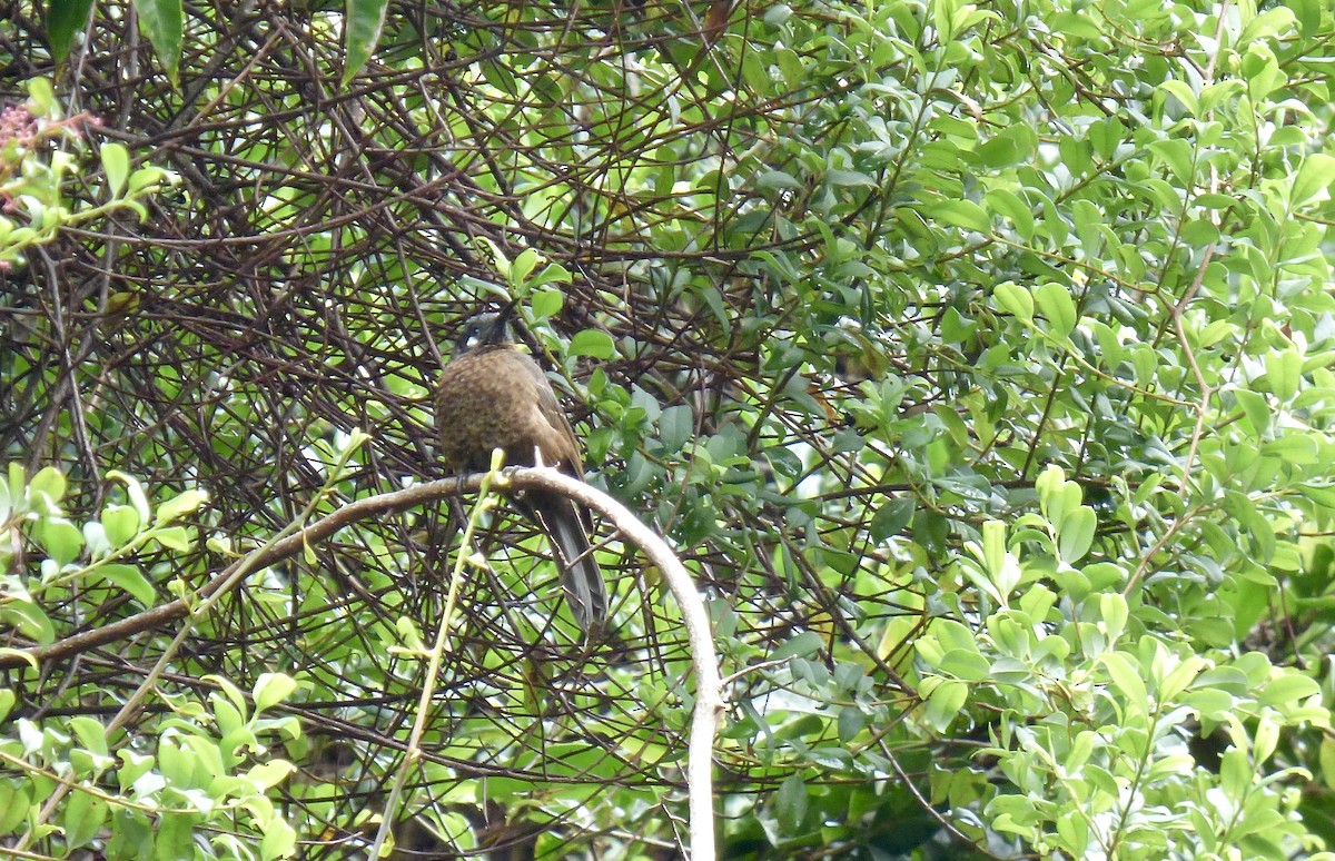 White-eared Myza - Rich Bayldon