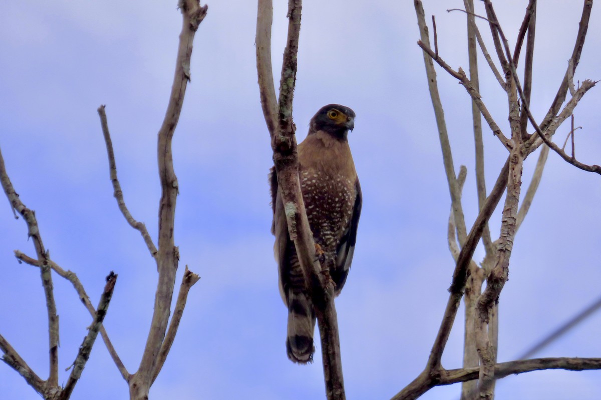 Sulawesi Serpent-Eagle - ML510986311