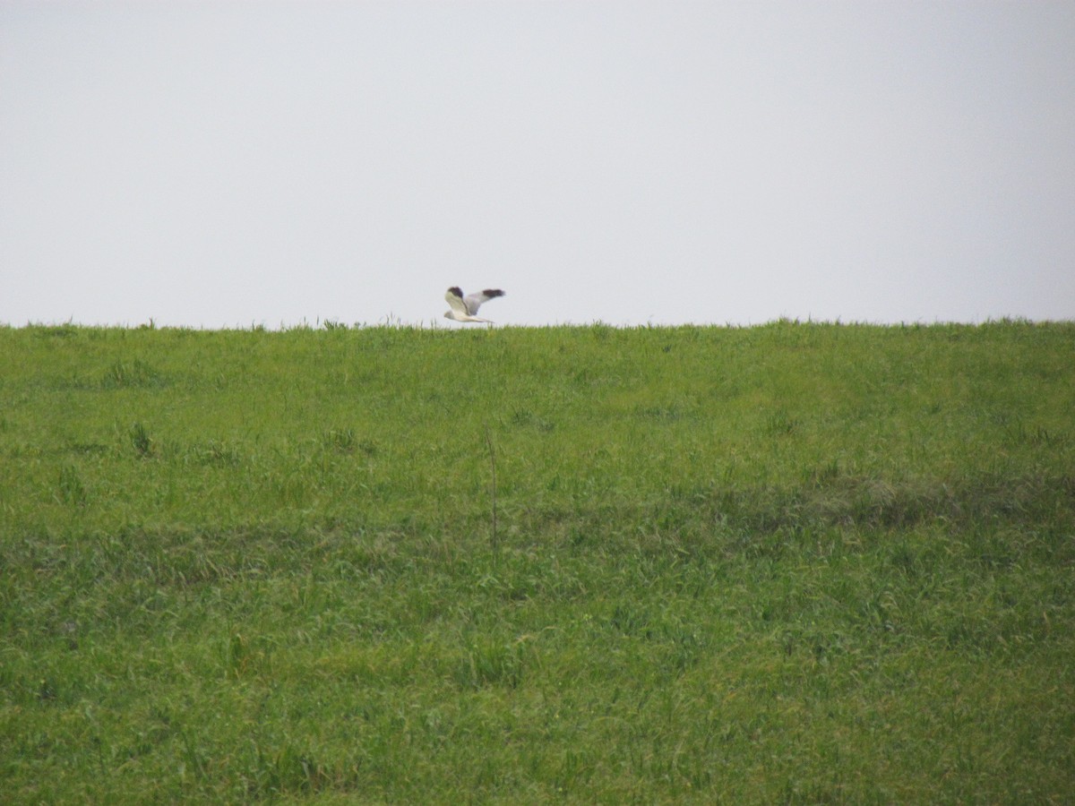 Hen Harrier - ML510986881