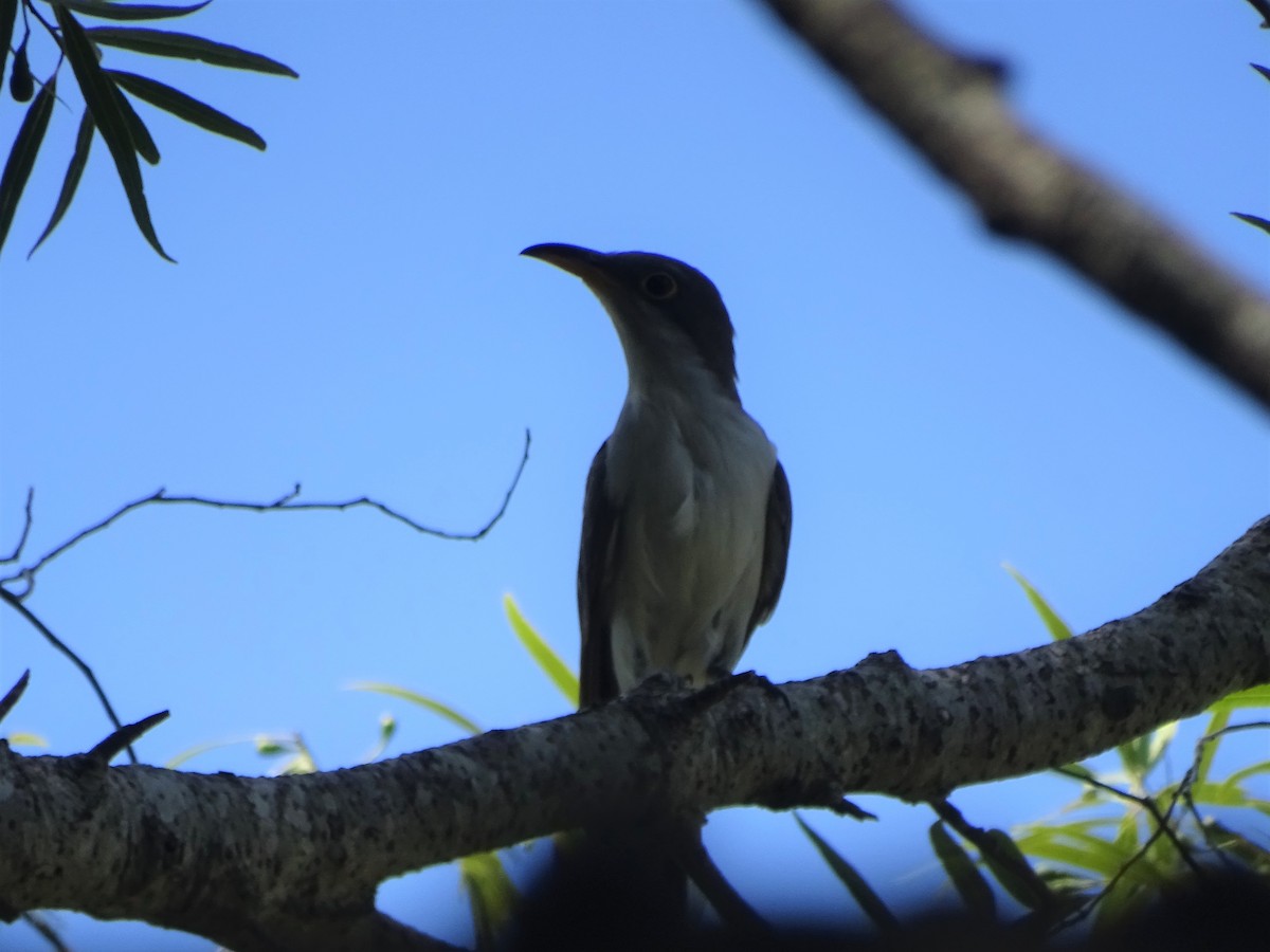 Yellow-billed Cuckoo - ML510987241