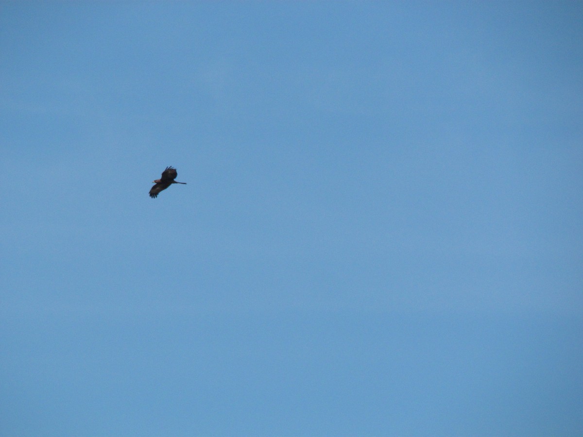 European Honey-buzzard - ML510988181