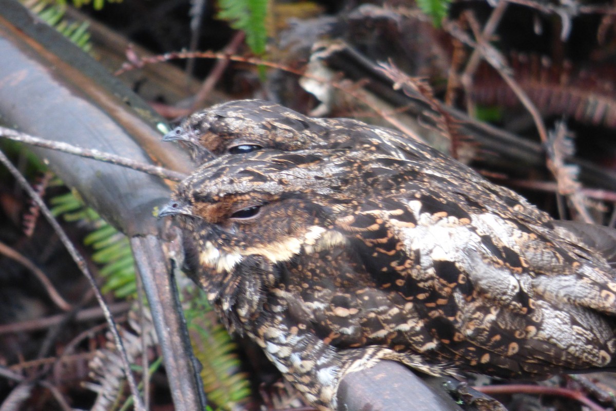 Diabolical Nightjar - Rich Bayldon