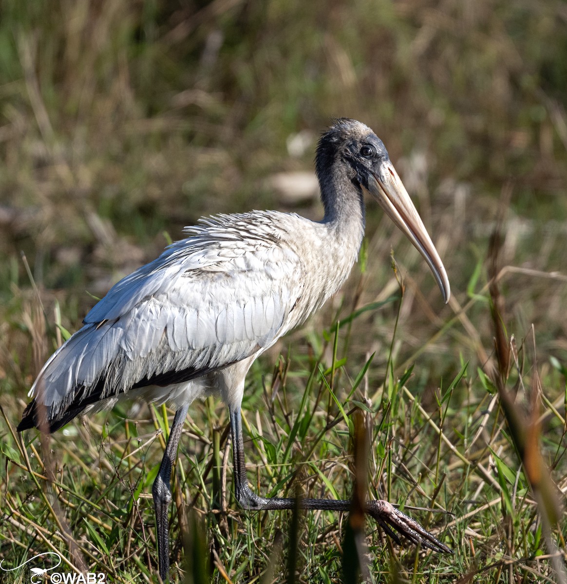 Wood Stork - ML510989171