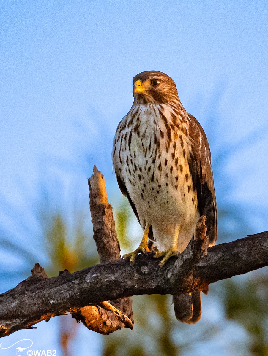 Red-shouldered Hawk - ML510989521